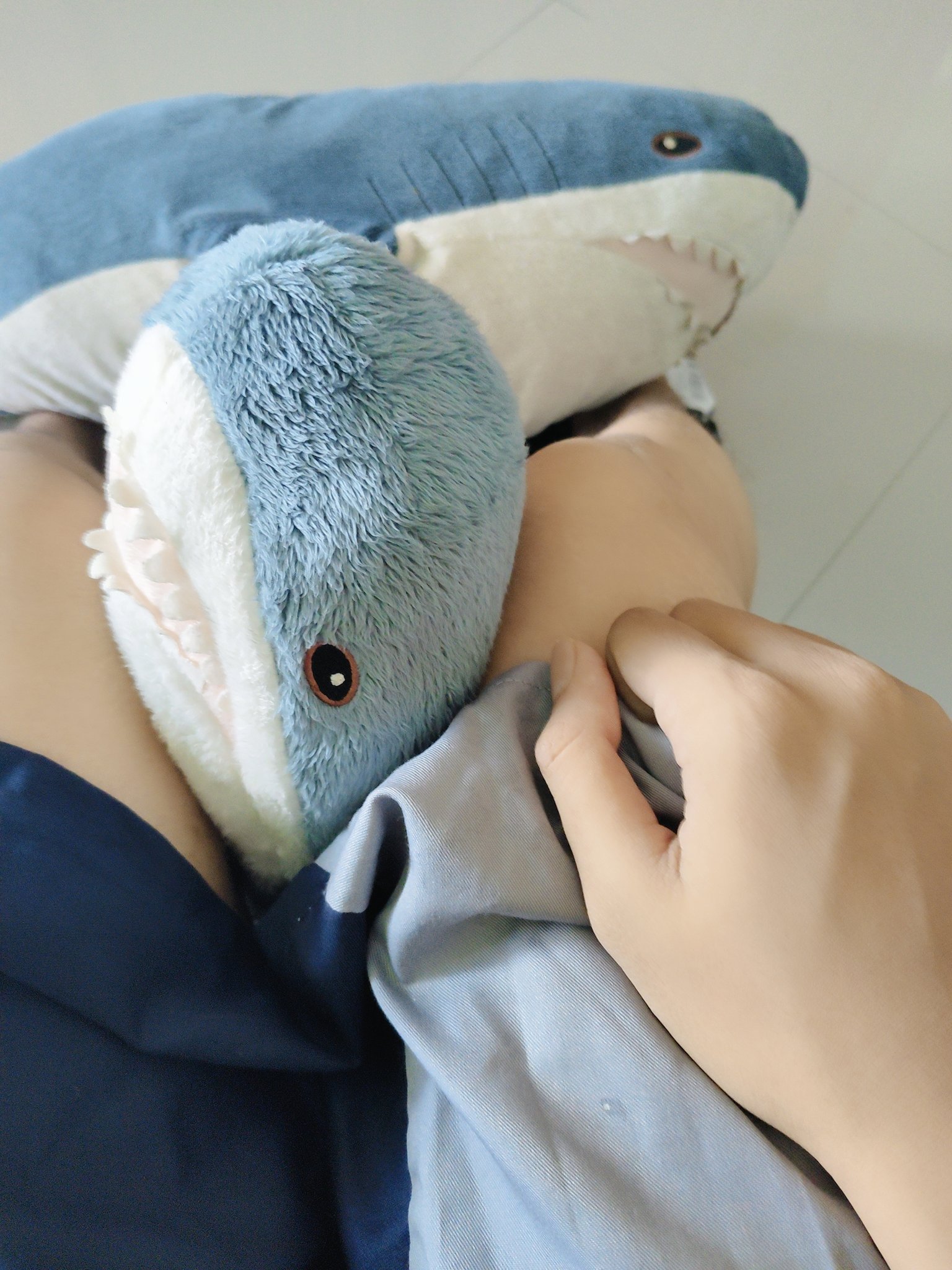 Me With Smol Shark again